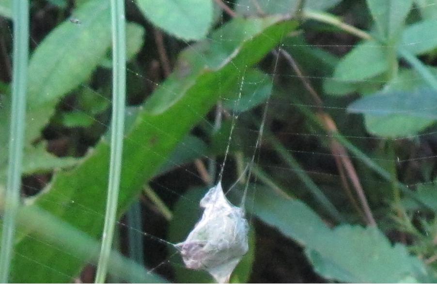 Argiope bruennichi